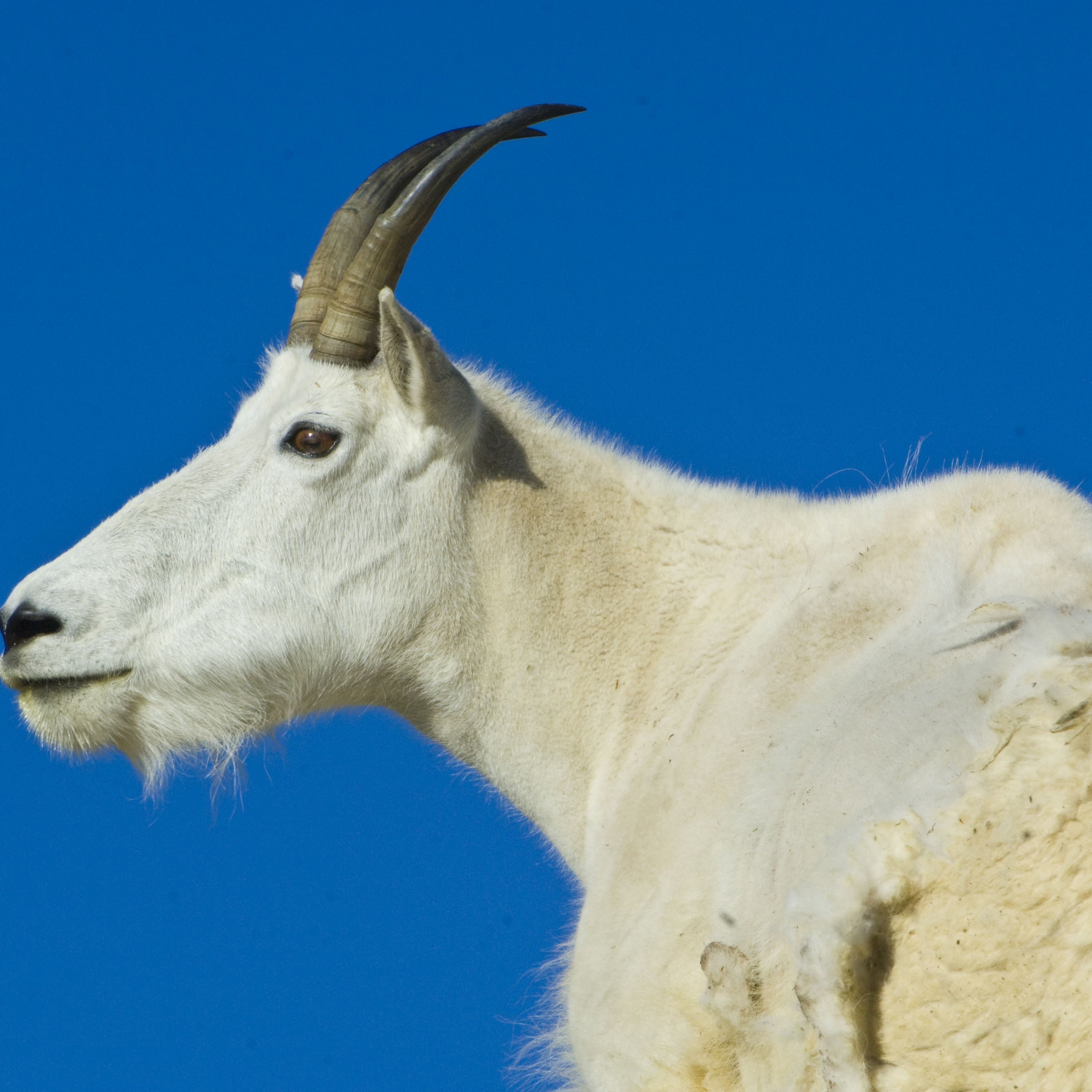 Mountain Goats Are Being Airlifted Out of a National Park Because They Crave Human Pee