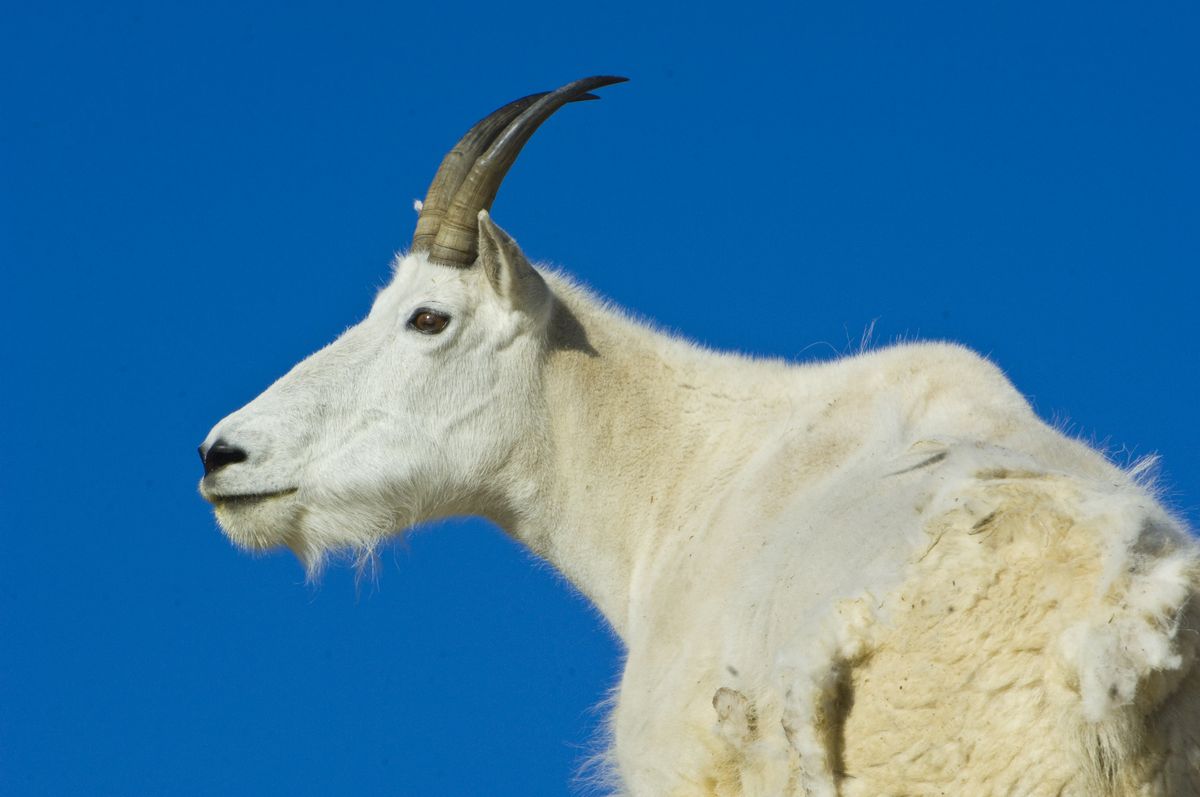Mountain Goats, Oreamnos americanus