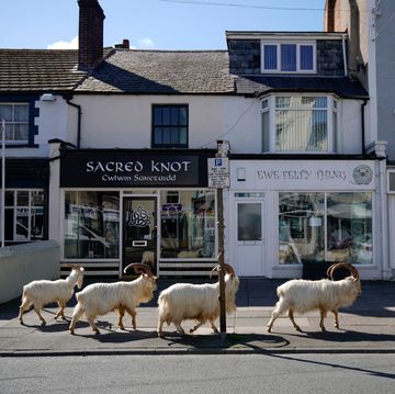 goats roam welsh town as coronavirus lockdown empties its streets