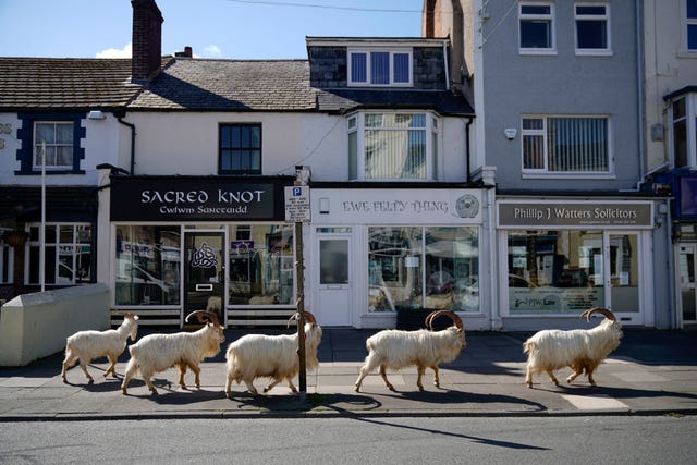 goats roam welsh town as coronavirus lockdown empties its streets