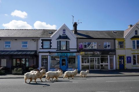 goats roam welsh town as coronavirus lockdown empties its streets