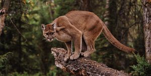 Mountain Lion on Tree Stump