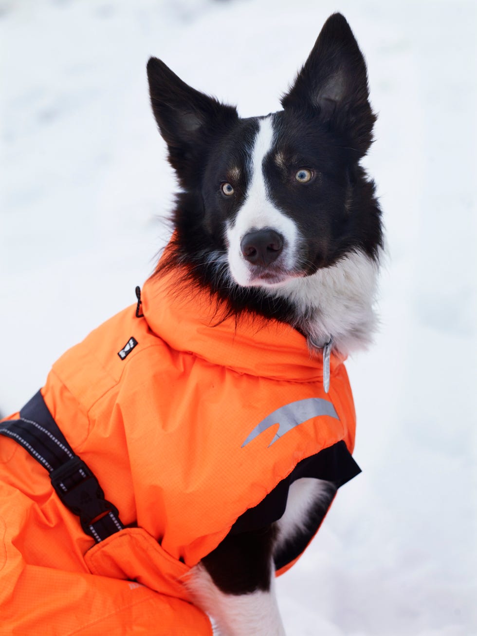 Meet The Lake District Mountain Rescue Search Dogs Association﻿