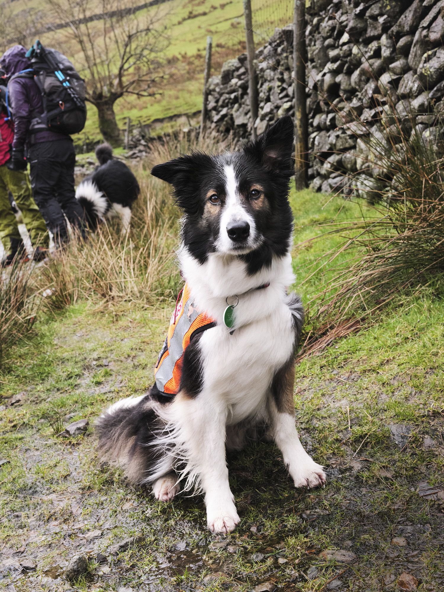 Mountain 2024 collie dog