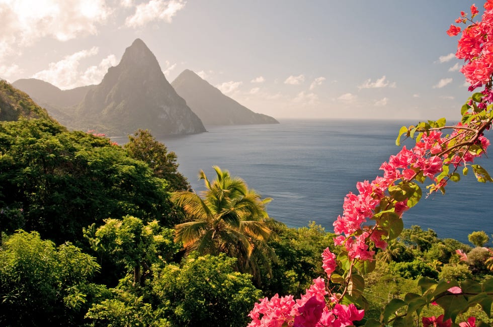 mountains by the ocean in st lucia with pink flowers