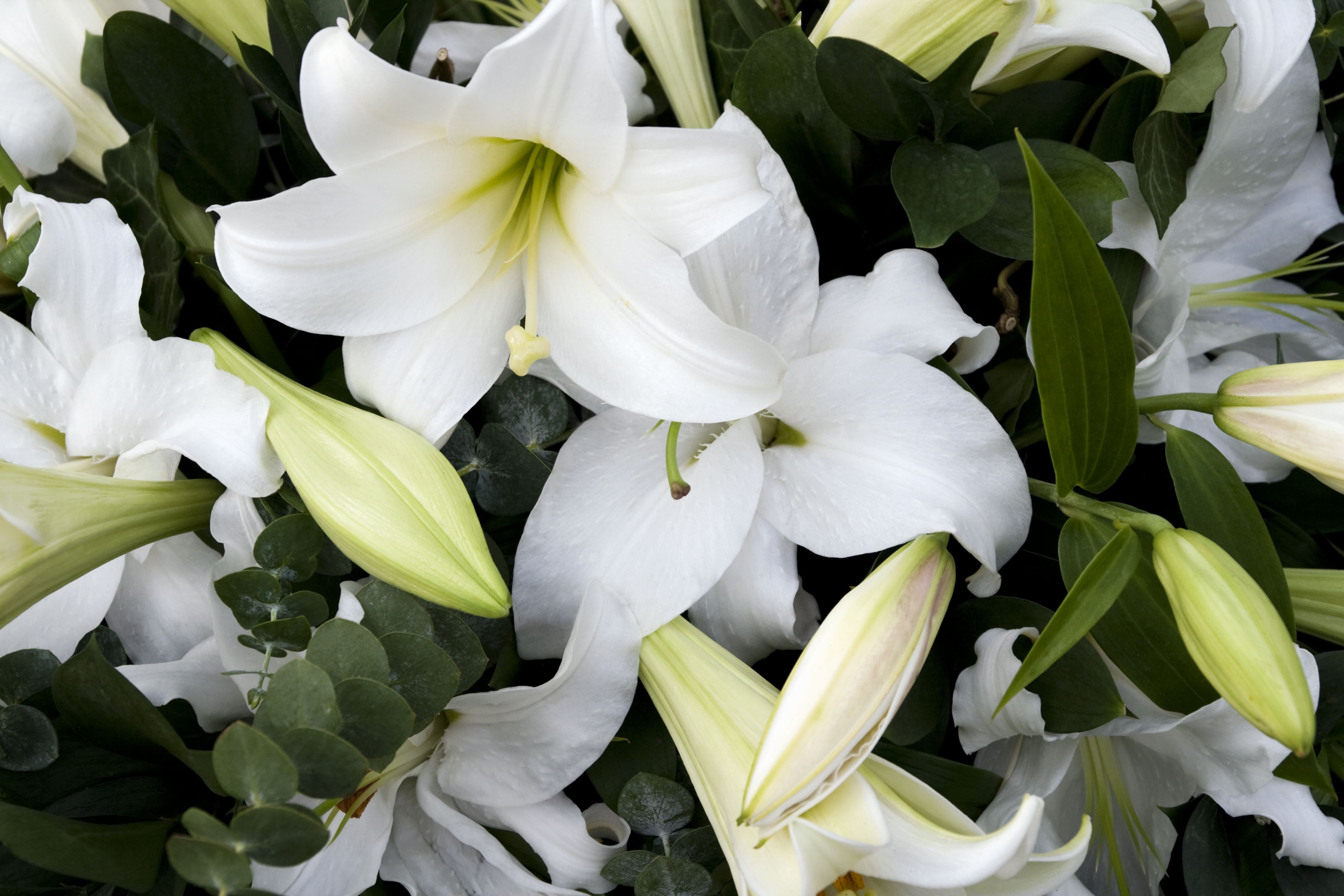 What Do Lillies Represent 