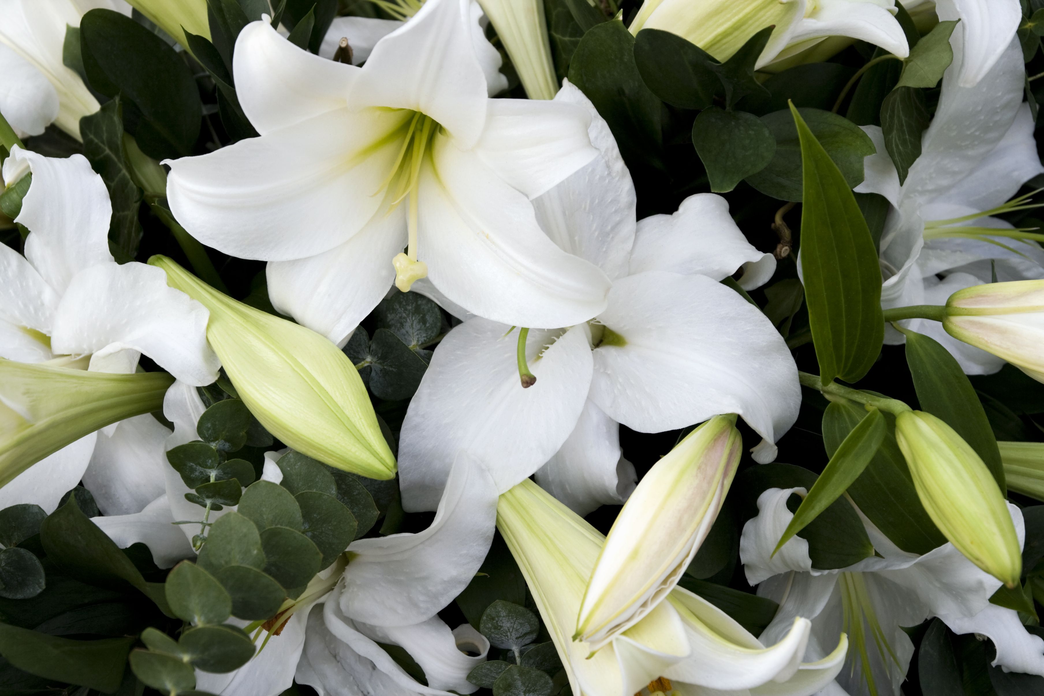 Meaning Of White Lily Flower Best Flower Site