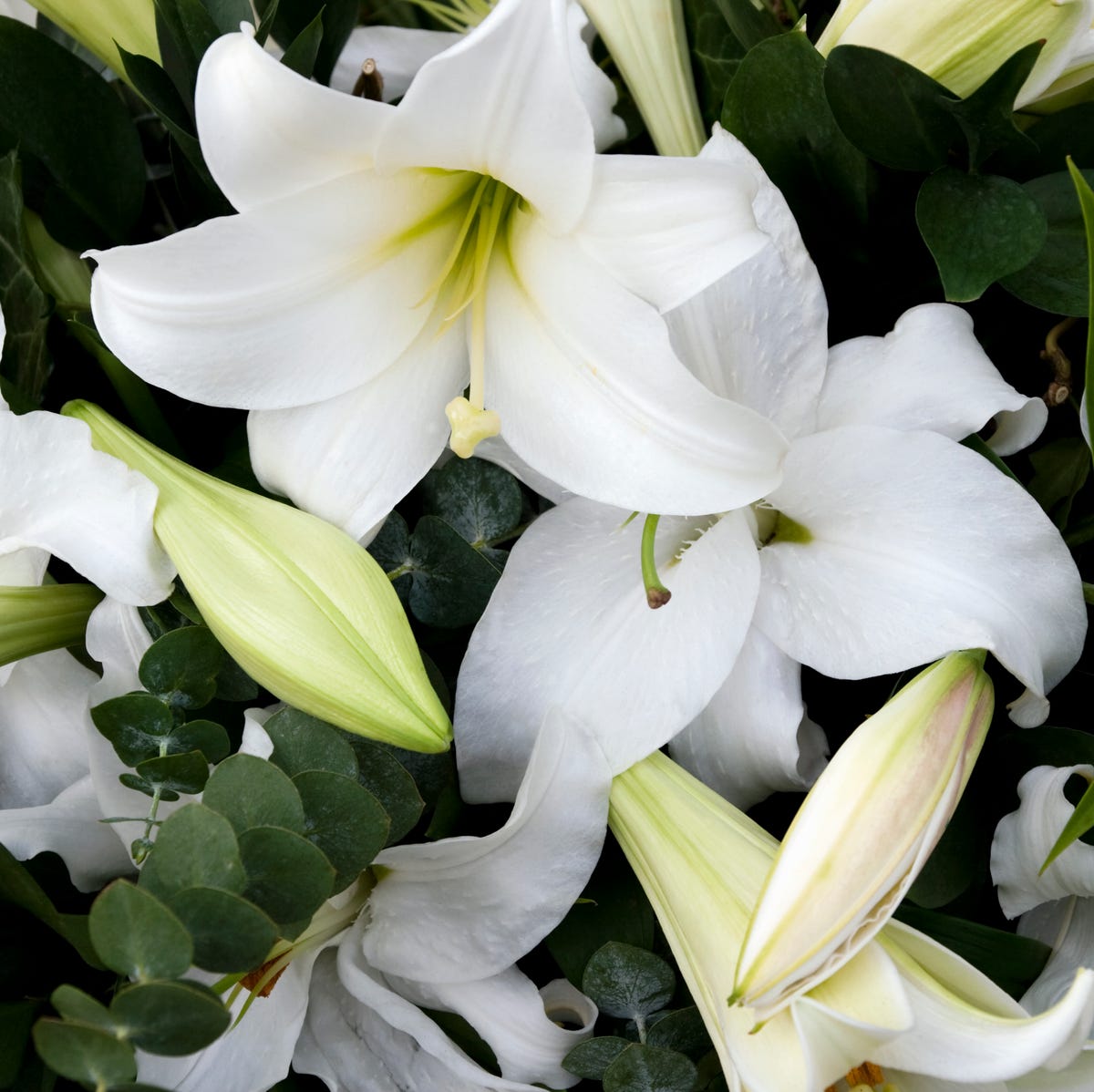 Lily Flower Meaning - What Do Lilies Symbolize?