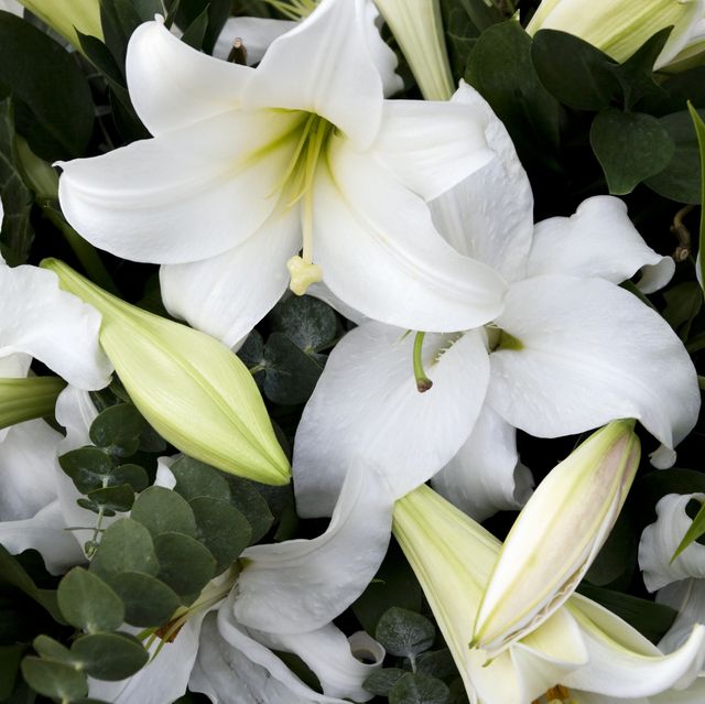mourning lilies