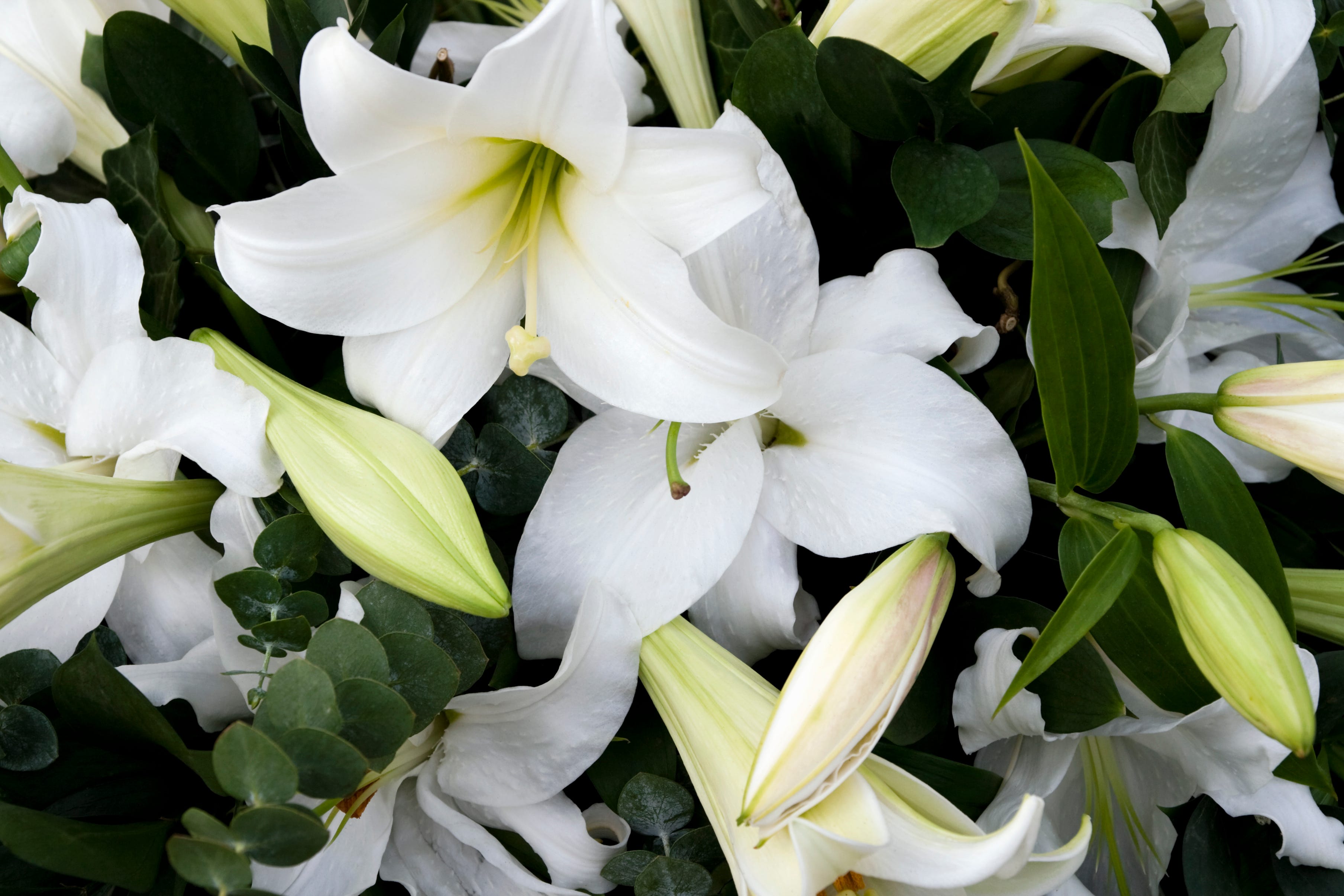 What Do Lillies Represent