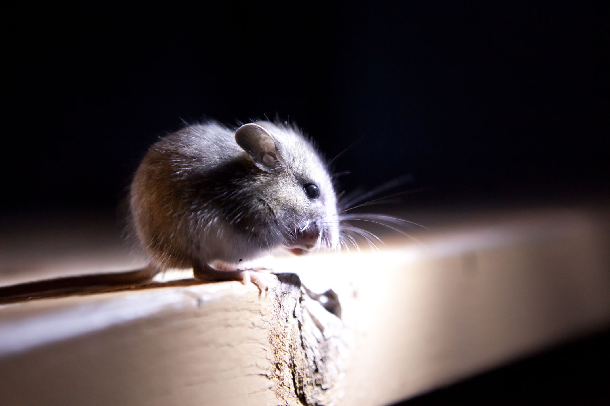 Huhushop Mouse Killer Mice Scroll Log Trap Humane Design Non Poison Mouse Rats Pest Stick Rodent Spin Trap 