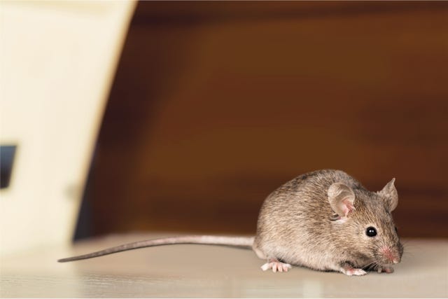 Getting Rid of Mice in the House - How To