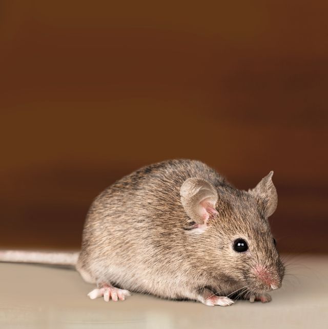 How To Get Rid Of Mice In Your House, How To Get Rid Of A Mouse In Your Basement