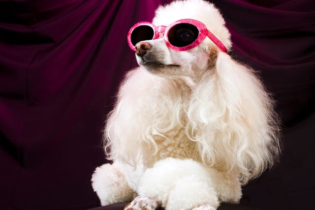 movie star poodle striking a pose