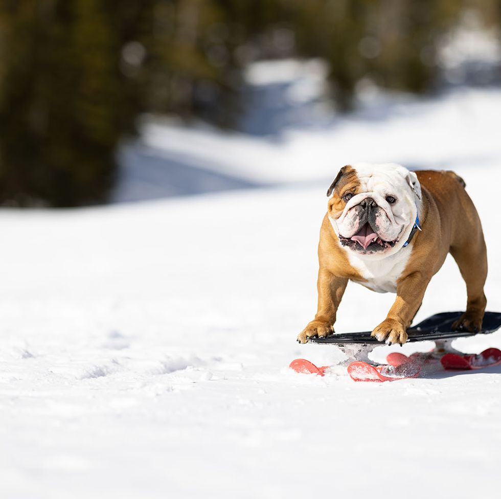 a dog rides a snowboard in a scene from powder pup