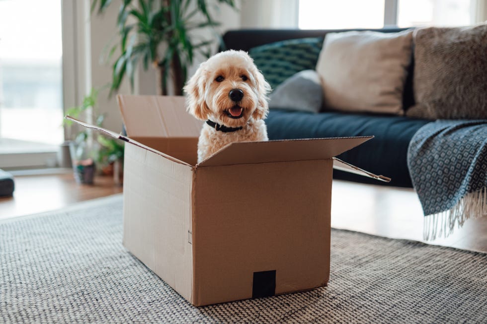 Moving house checklist – everything you need to know