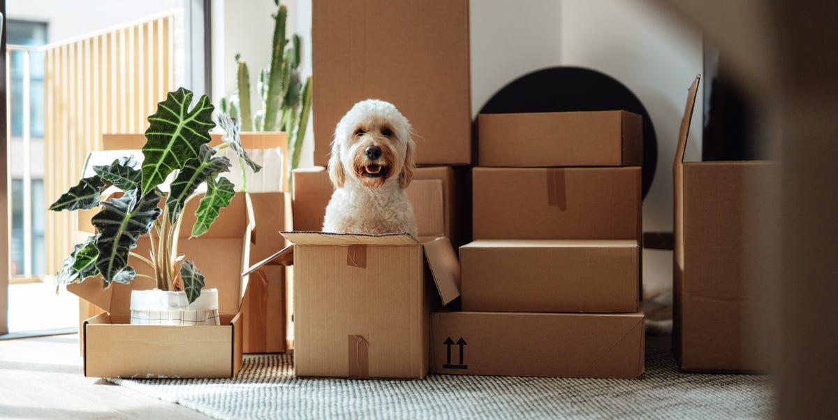 Black Friday Pet Deals 2024: Treats, Toys and Supplies Black Friday Pet Deals 2024: Treats, Toys and Supplies
