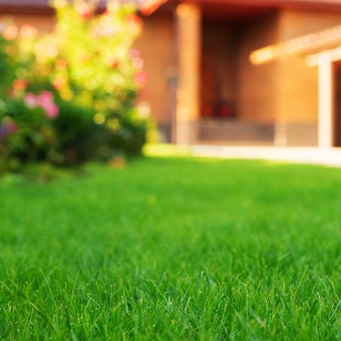 mowed green frontyard grass before residential suburban house summer sunny day