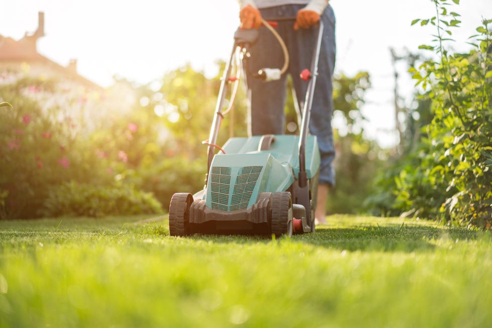 How To Create An AntiAllergy Garden For Hay Fever Sufferers