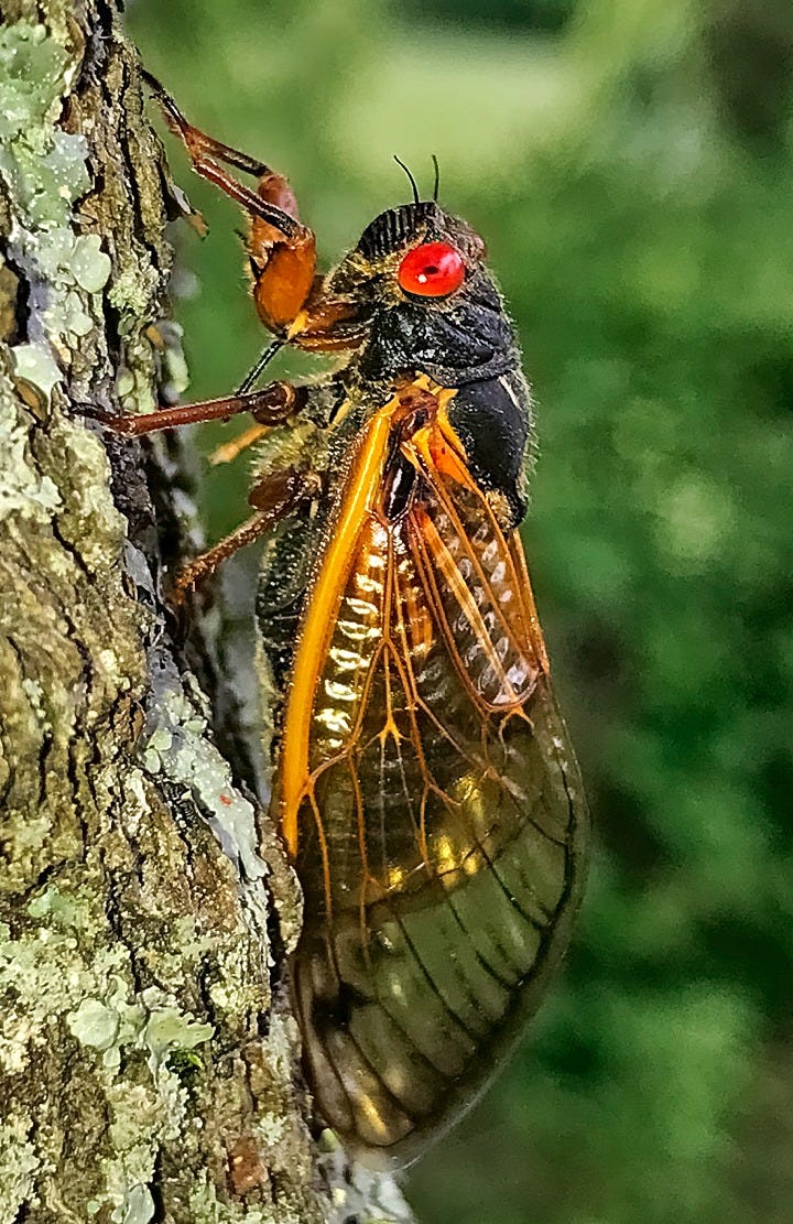 When Are the Cicadas Coming? A List By State