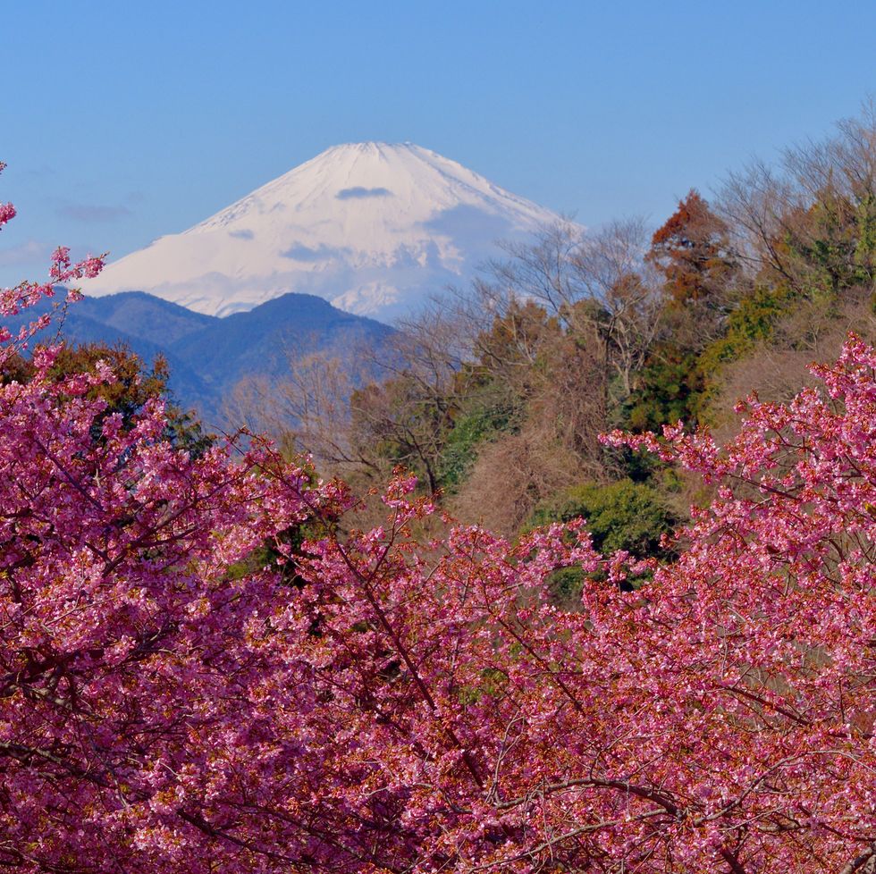 smartest birth months, mt. fuji in cherry blossom: view from mt. matsuda, kanagawa prefecture