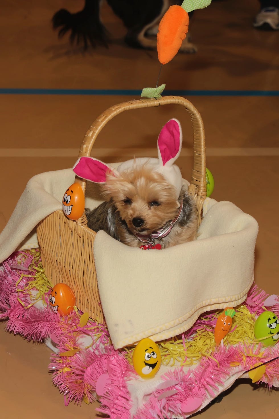 woof n paws pet fashion show