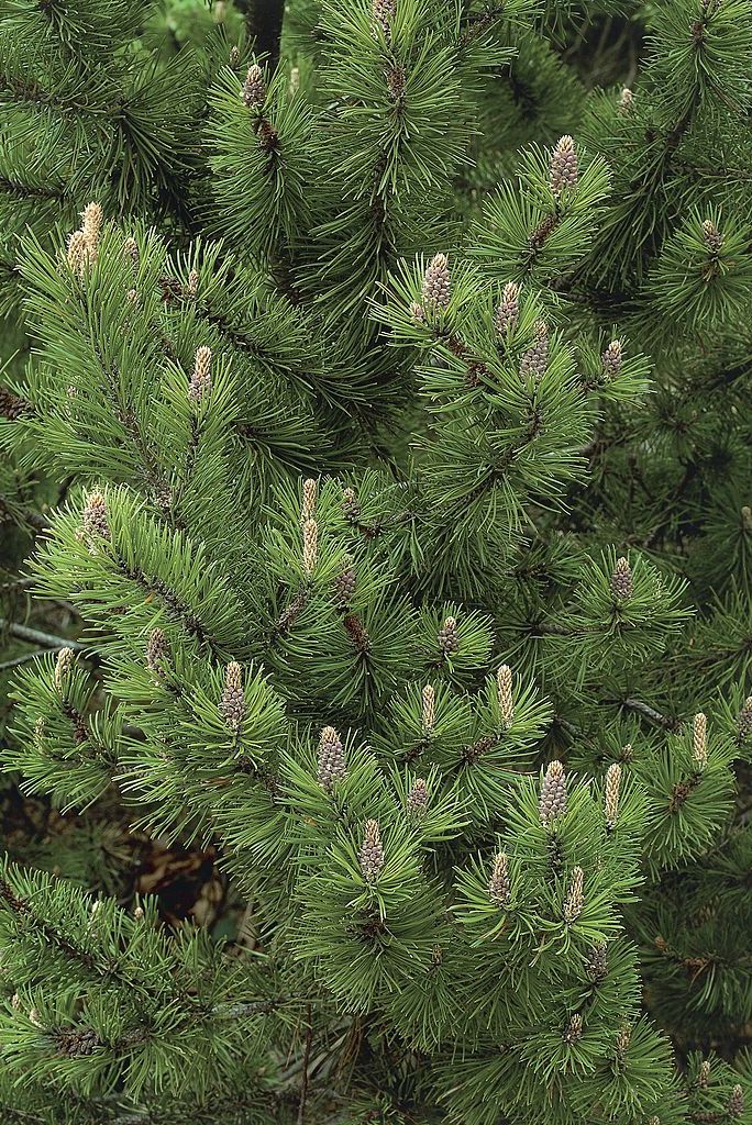 mungo pine tree small shrubs