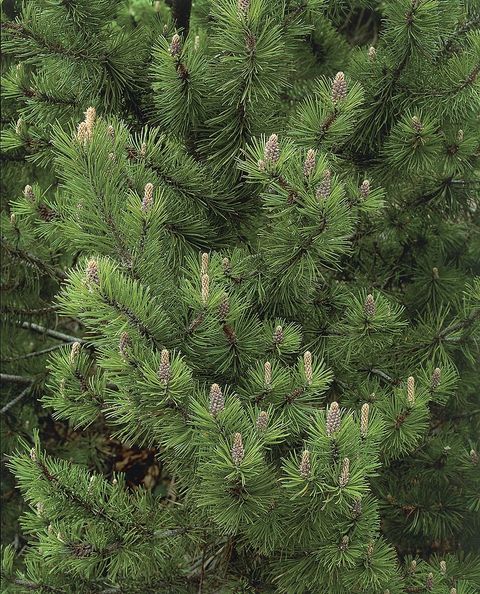 mungo pine tree small shrubs