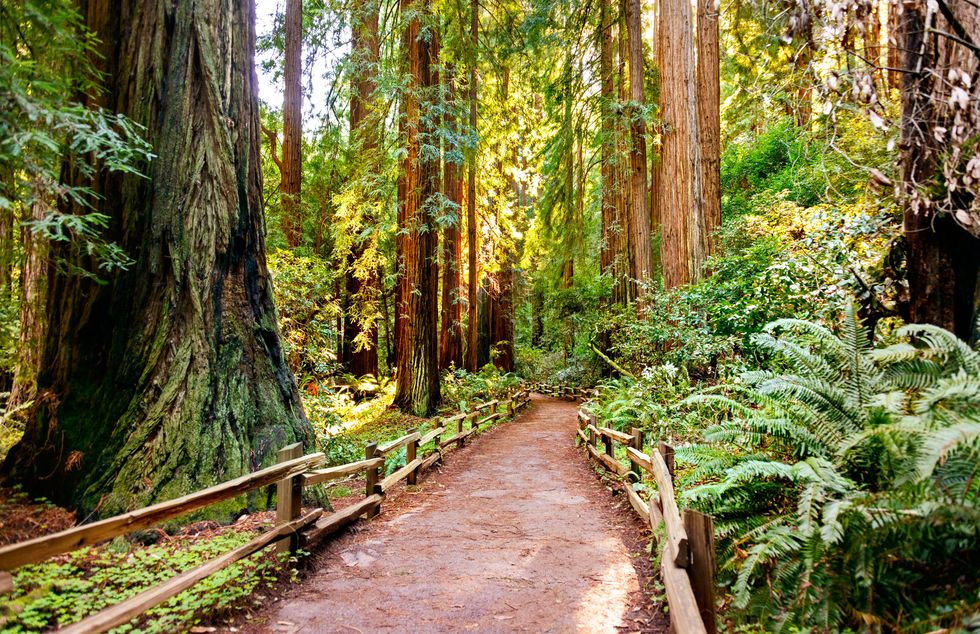 heavily wooded dirt path through the redwoods