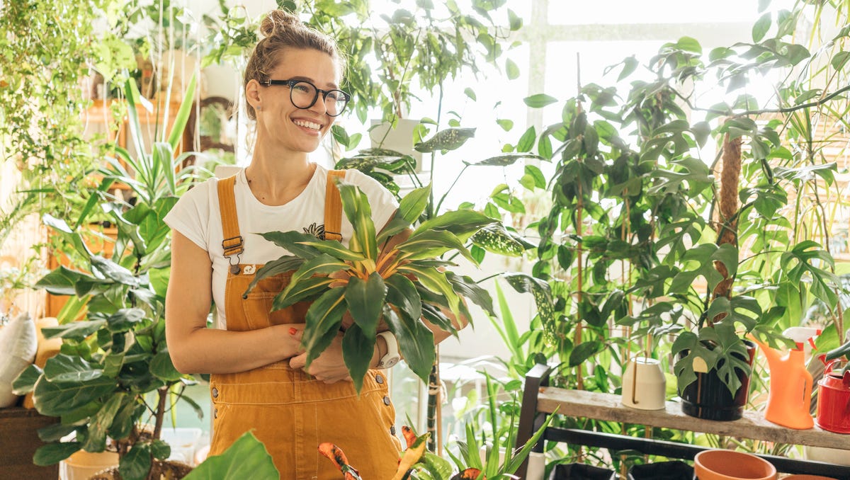 7 plantas de interior difíciles de cuidar mujer con plantas de interior