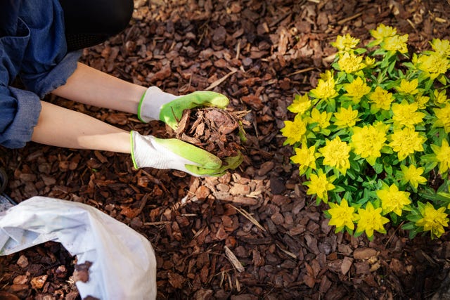 how to use mulch
