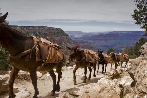 mule train in the grand canyon