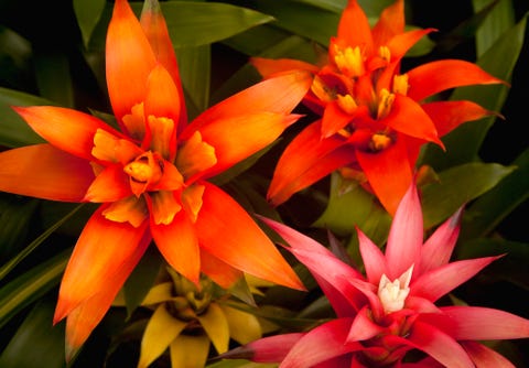 multi colored bromilead guzmania flowers