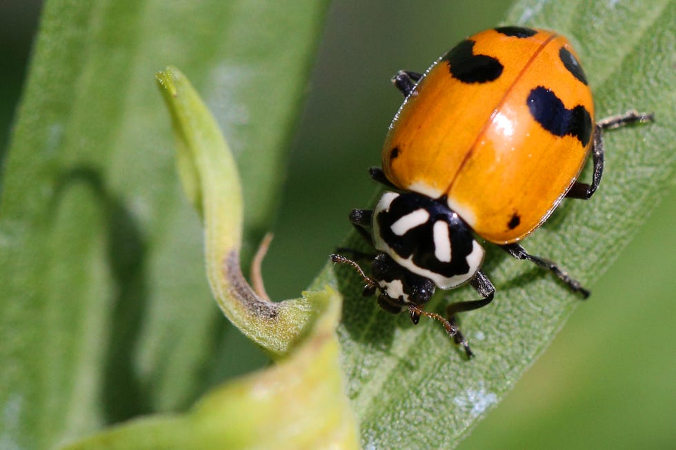 How to Get Rid of Ladybugs In Your House, and Why They're Everywhere ...