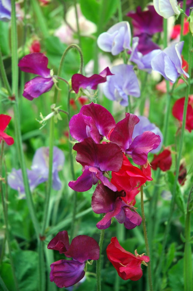 Multicoloured blooming sweet peas