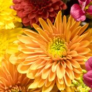 multicolored chrysanthemums background