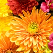Multicolored Chrysanthemums background multicolored chrysanthemums background