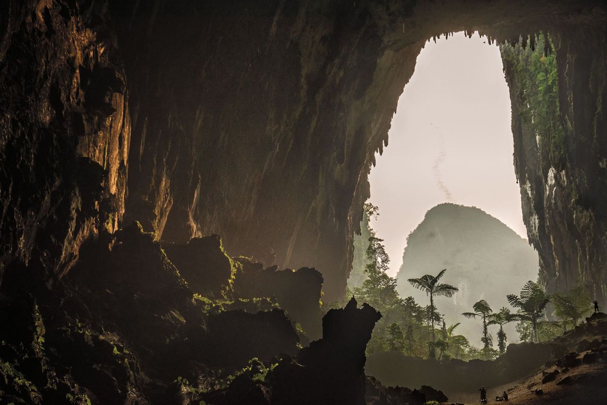 In de schemering gaat een zwerm vleermuizen op jacht in het regenwoud rond de Deergrot een van s werelds grootste onderaardse grotten die onderdak biedt aan ruim twee miljoen vleermuizen