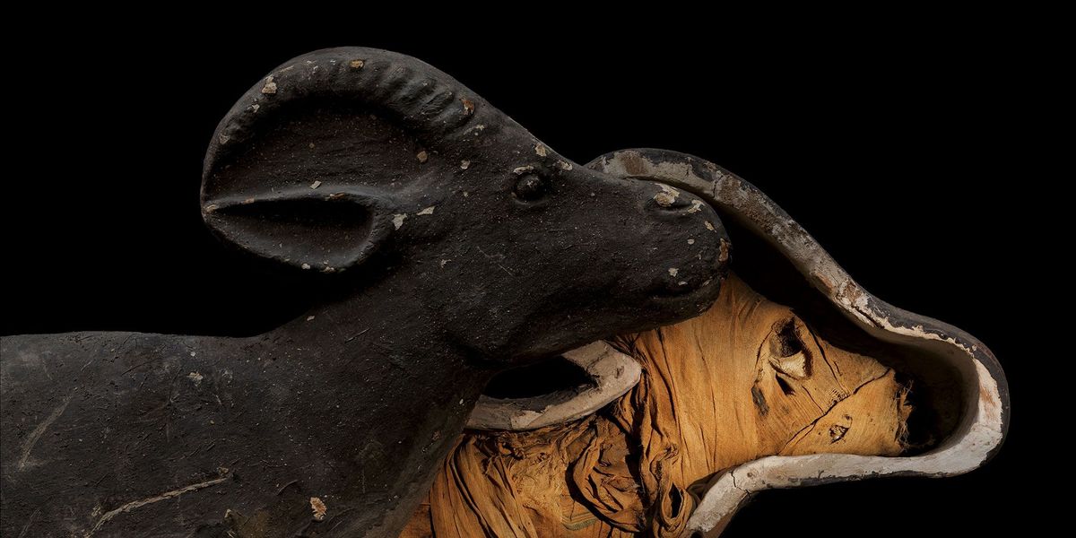 De favoriete gazelle van een vorstin werd met evenveel zorg en weelde op de eeuwigheid voorbereid als een lid van de koninklijke familie zelf Gewikkeld in fijne bandages met blauwe biezen en omhuld door een op maat gemaakte houten sarcofaag vergezelde dit dier in 945 v Chr zijn bazin naar het hiernamaals