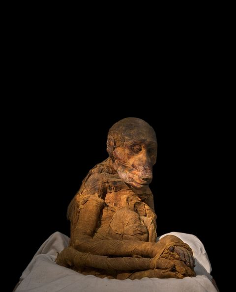 In deze mummie van een baviaan gaat een geheim schuil dat het dier als huisdier identificeert Uit een rntgenopname bleek dat de aap een hoektand mist die was waarschijnlijk verwijderd om te voorkomen dat hij in vorstelijke vingers zou bijten