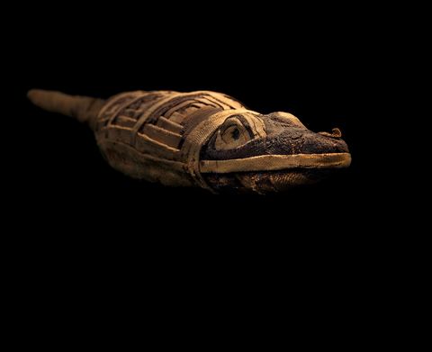 Votiefmummies die afzonderlijk met een smeekbede werden begraven zijn er in een eindeloze variatie gevonden maar ze zijn niet altijd wat ze lijken Deze sluwe krokodil is nep want het omhulsel is leeg