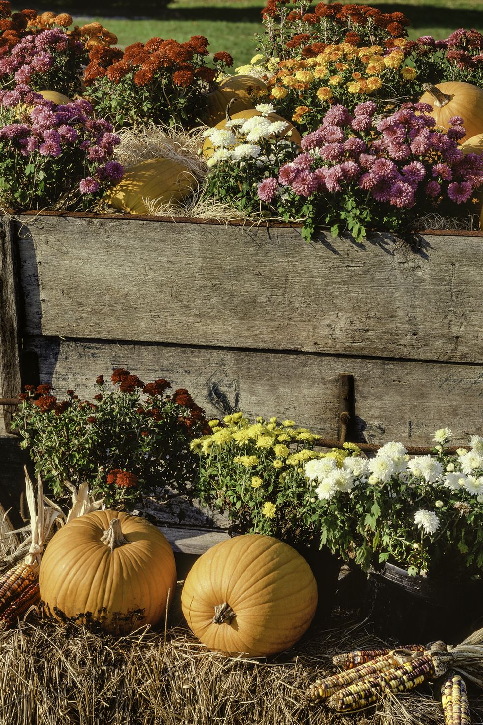 harvest pumpkins, chrysanthemums and antique farm wagon