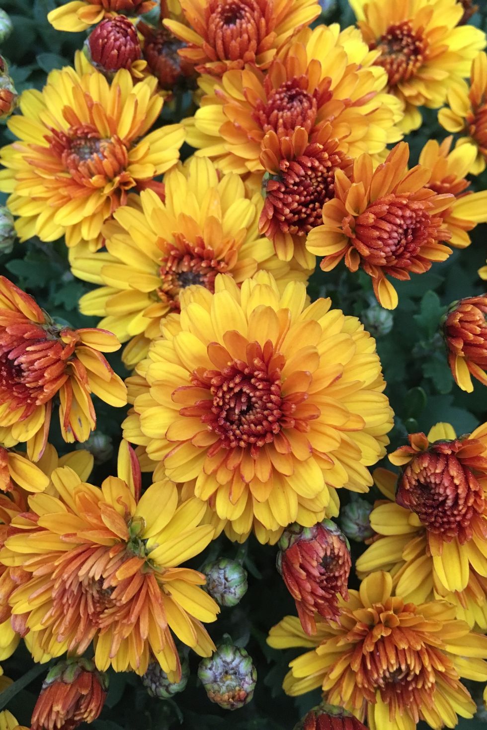close up of mums fall flowers to plant in an autumn garden