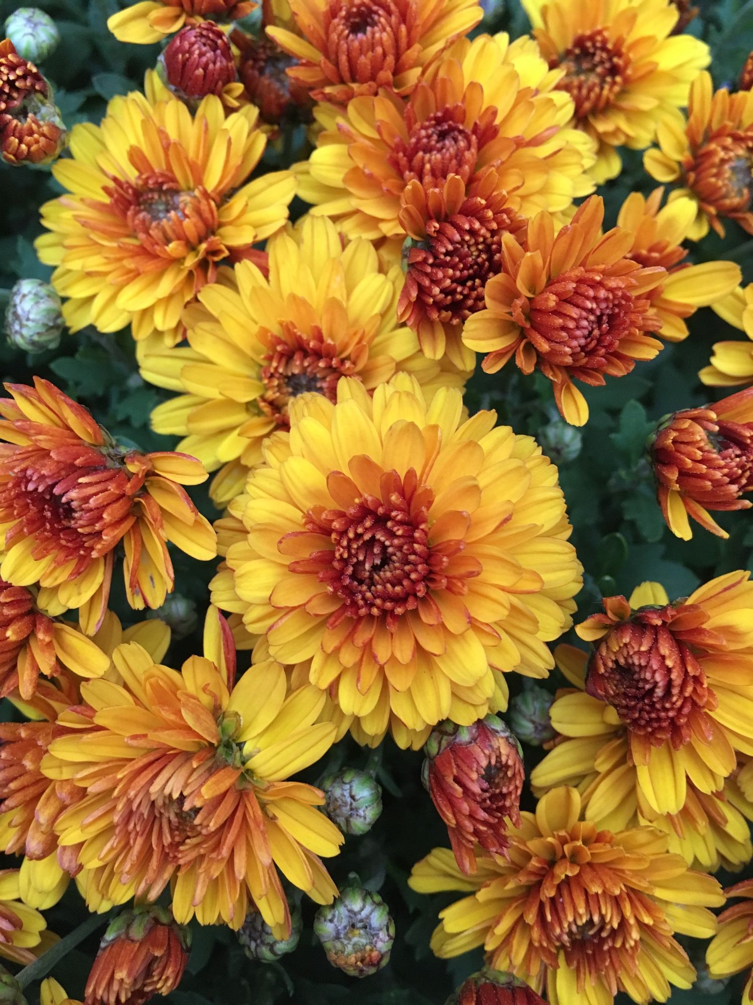 Fall Flowers