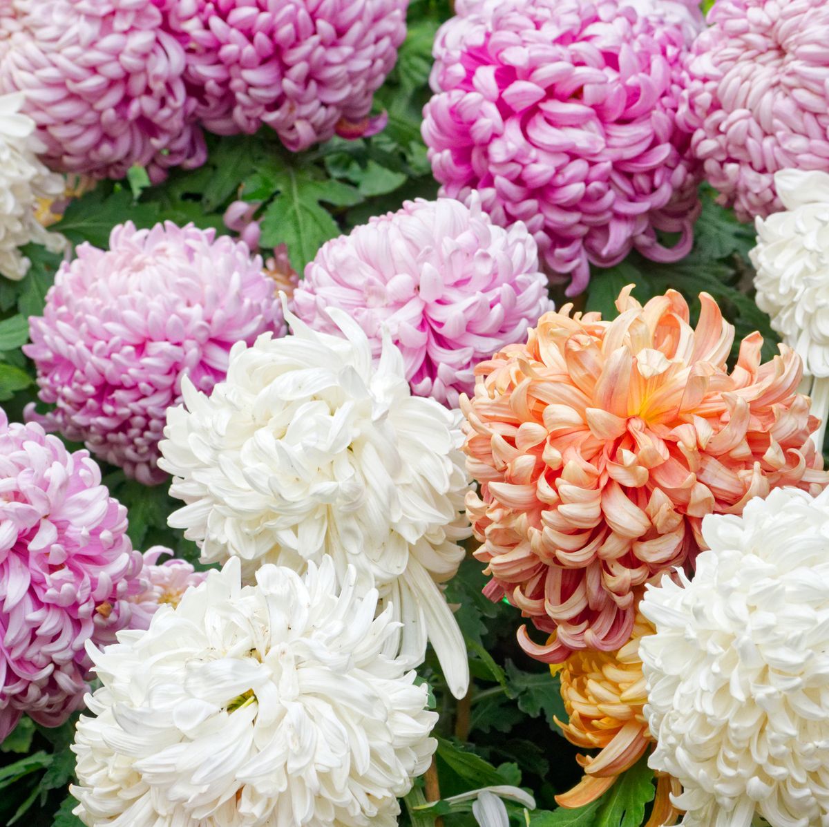 Love Pink Flowers? These Top 8 Will Brighten Your Garden (And Your Mood)! -  Farmers' Almanac - Plan Your Day. Grow Your Life.