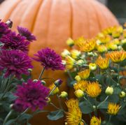flowers to plant in fall mums and pumpkins