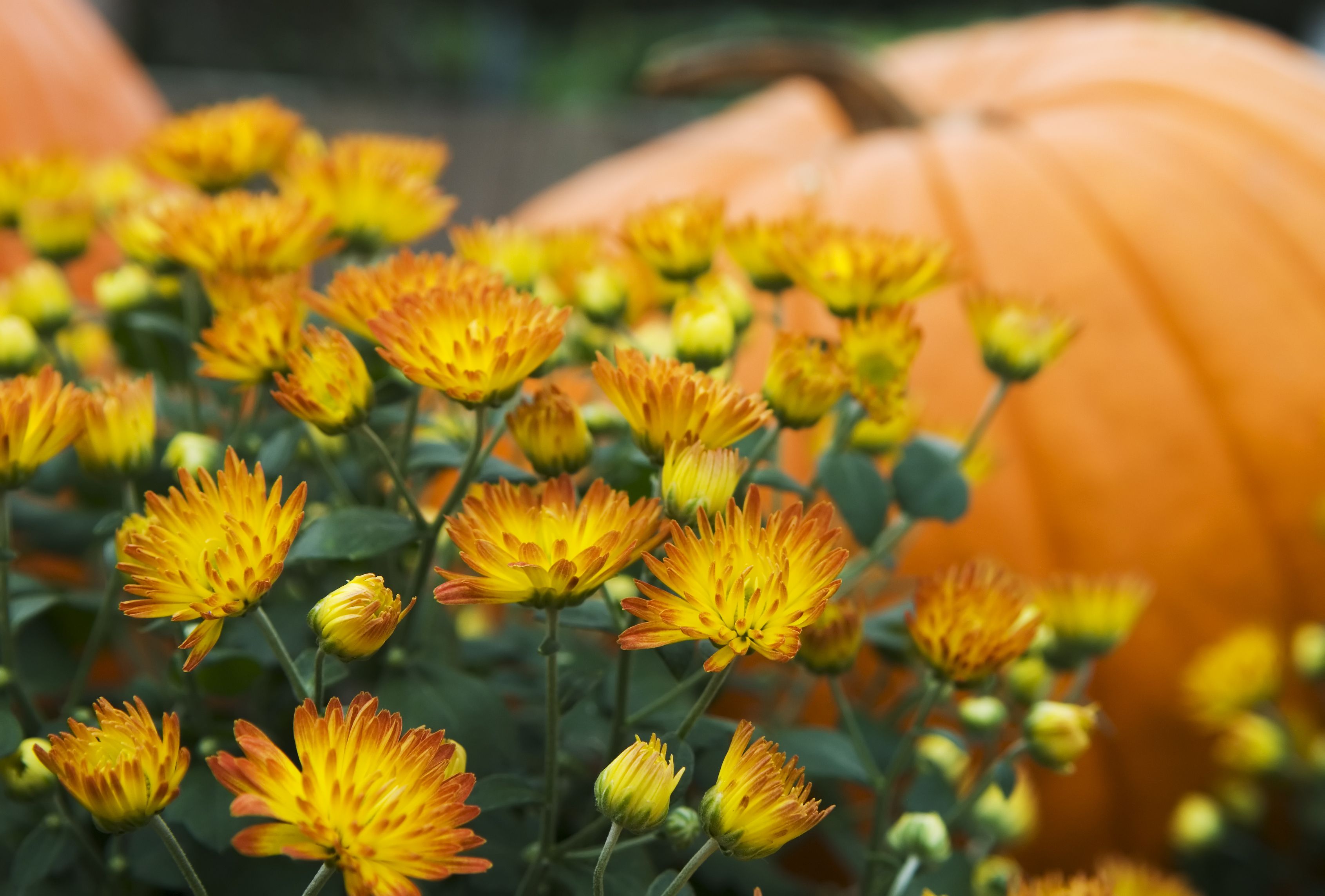 Bouquet For Fall fall flowers autumn orange grown foliage leafy  yelow HD wallpaper  Peakpx