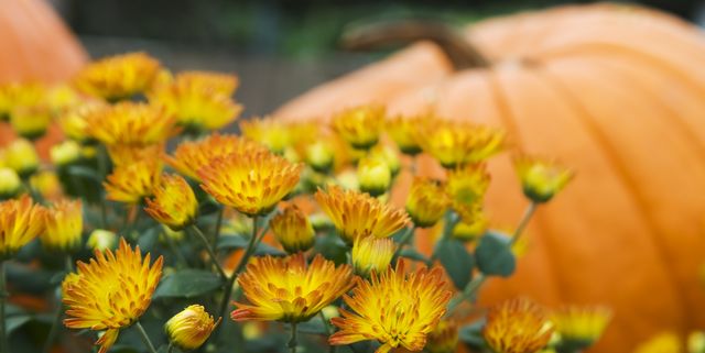 Best 34 Fall Flowers 2021 Plants For