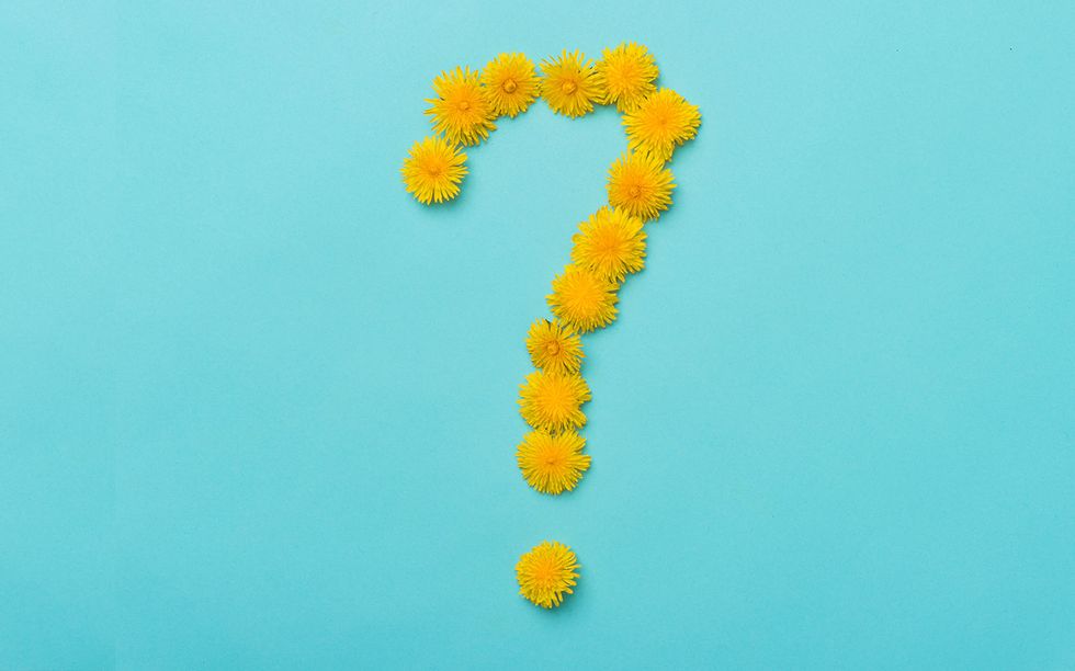 mums aka chrysanthemum flowers arranged into a question marks