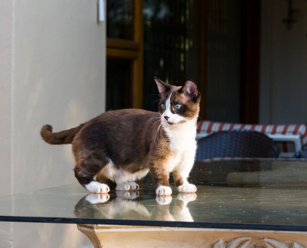 munchkin cat relaxing in the garden, johannesburg